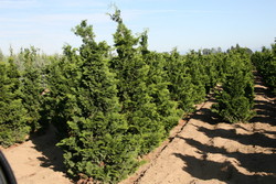 Chamaecyparis obtusa 'Gracilis' — photo 2