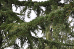 Cedrus libani Glauca Pendula — photo 1