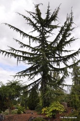 Cedrus libani Glauca Pendula — photo 2