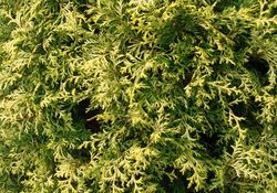 Chamaecyparis obtusa 'Kamaeni hiba' — photo 2