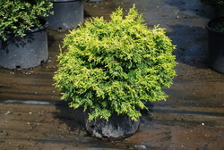 Chamaecyparis obtusa 'Kamaeni hiba' — photo 3