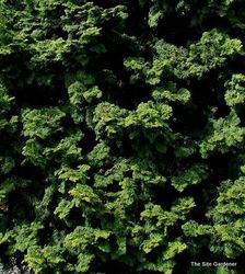 Chamaecyparis obtusa 'Kosteri' — photo 3