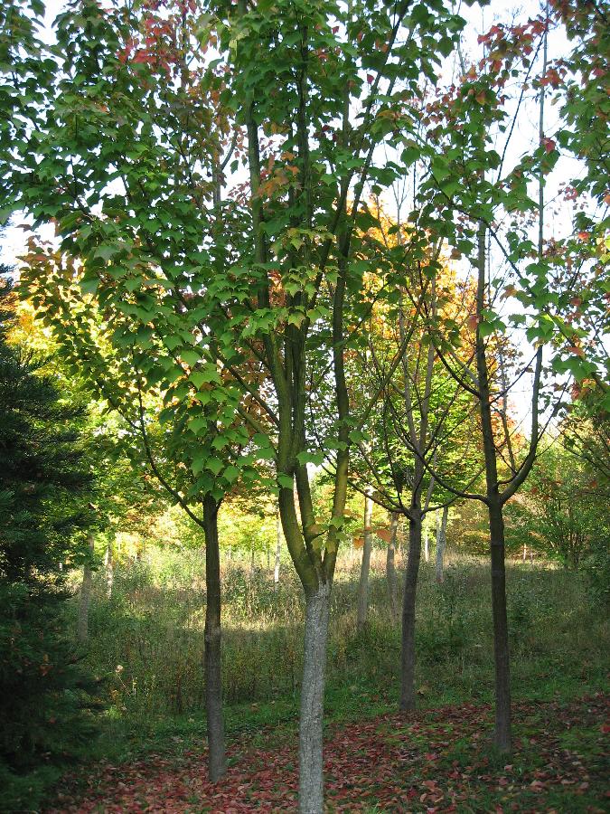 Acer rufinerve