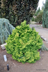 Chamaecyparis obtusa 'Kosteri' — photo 4
