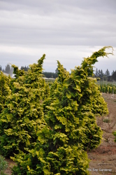 Chamaecyparis obtusa 'Nana Gracilis Aurea' — photo 3