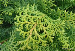 Chamaecyparis obtusa 'Graciosa' — photo 2