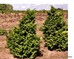Chamaecyparis obtusa 'Graciosa' — photo 4
