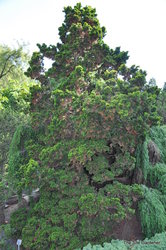 Chamaecyparis obtusa 'Nana Lutea' — photo 2