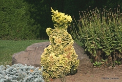 Chamaecyparis obtusa 'Nana Lutea' — photo 3