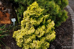Chamaecyparis obtusa 'Nana Lutea' — photo 4