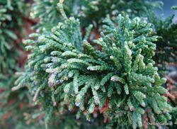 Chamaecyparis obtusa 'Reis Dwarf' — photo 1