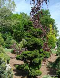 Chamaecyparis obtusa 'Reis Dwarf' — photo 2