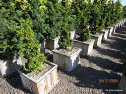 Chamaecyparis obtusa 'Reis Dwarf' — photo 3