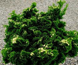 Chamaecyparis obtusa 'Snowkist' — photo 3