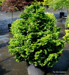 Chamaecyparis obtusa 'Templehof' — photo 1