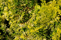 Chamaecyparis obtusa 'Verdoni' — photo 1