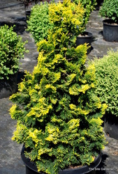 Chamaecyparis obtusa 'Verdoni' — photo 2