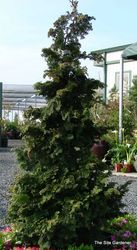 Chamaecyparis obtusa 'Well's Special ' — photo 1