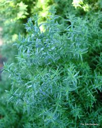 Chamaecyparis obtusa Blue Feathers — photo 1