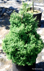 Chamaecyparis obtusa Blue Feathers — photo 2