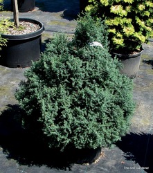 Chamaecyparis obtusa Blue Feathers — photo 3