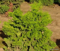 Chamaecyparis obtusa Gold Drop — photo 1