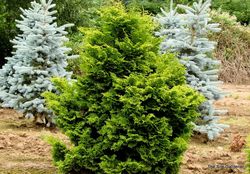 Chamaecyparis obtusa Gold Drop — photo 2