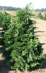 Chamaecyparis Obtusa Gracilis Compacta — photo 1
