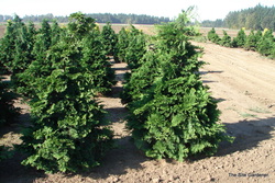 Chamaecyparis Obtusa Gracilis Compacta — photo 2