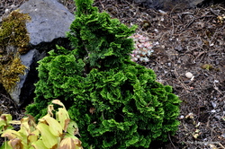 Chamaecyparis obtusa Gracilis Nana — photo 2