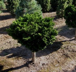 Chamaecyparis obtusa Gracilis Nana — photo 4