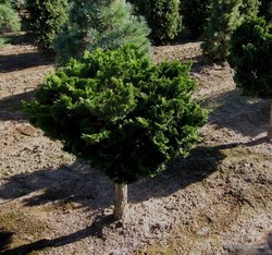 Chamaecyparis obtusa Gracilis Nana — photo 6