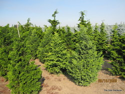 Chamaecyparis obtusa Graciosa — photo 2