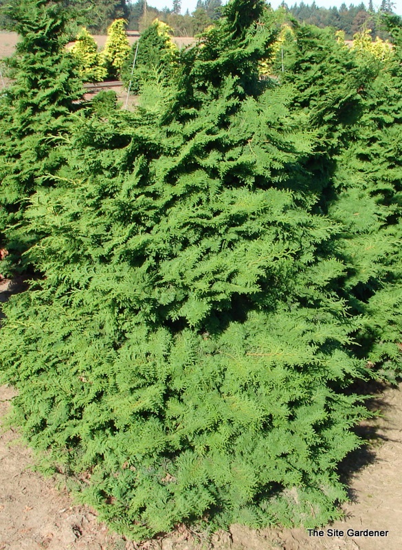 Chamaecyparis obtusa Kosteri Fast Form — photo 1