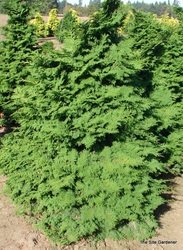 Chamaecyparis obtusa Kosteri Fast Form — photo 1
