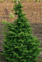 Chamaecyparis obtusa Kosteri Fast Form — photo 2