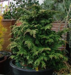 Chamaecyparis obtusa Kosteri Fast Form — photo 3