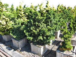 Chamaecyparis obtusa Split Rock — photo 1