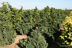 Chamaecyparis obtusa Split Rock — photo 2