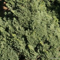 Chamaecyparis obtusa Split Rock — photo 3