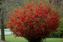 Chaenomeles Texas Scarlet Flowering Quince — photo 2