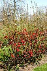 Chaenomeles Texas Scarlet Flowering Quince — photo 3