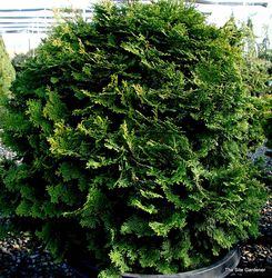 Chamaecyparis obtusa 'Templehof' — photo 2