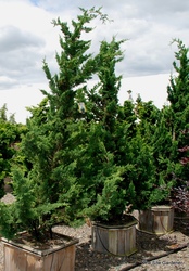 Chamaecyparis lawsoniana Wisselii — photo 3