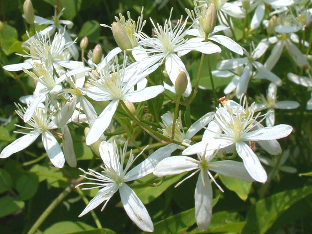 Clematis 'Paniculata' — photo 1