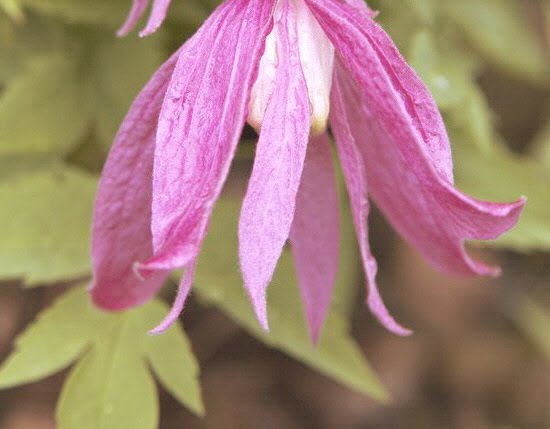 Clematis alpina 'Constance' — photo 1