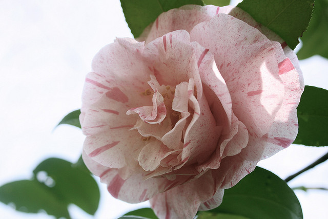 Camellia Carters Sunburst