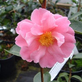 Camellia Winters Joy