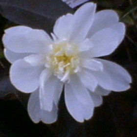 Camellia Winters Snowman — photo 1