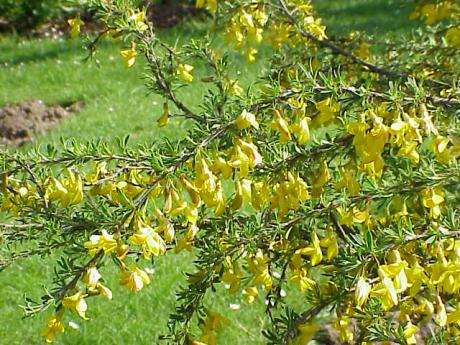 Caragana pygmaea — photo 1